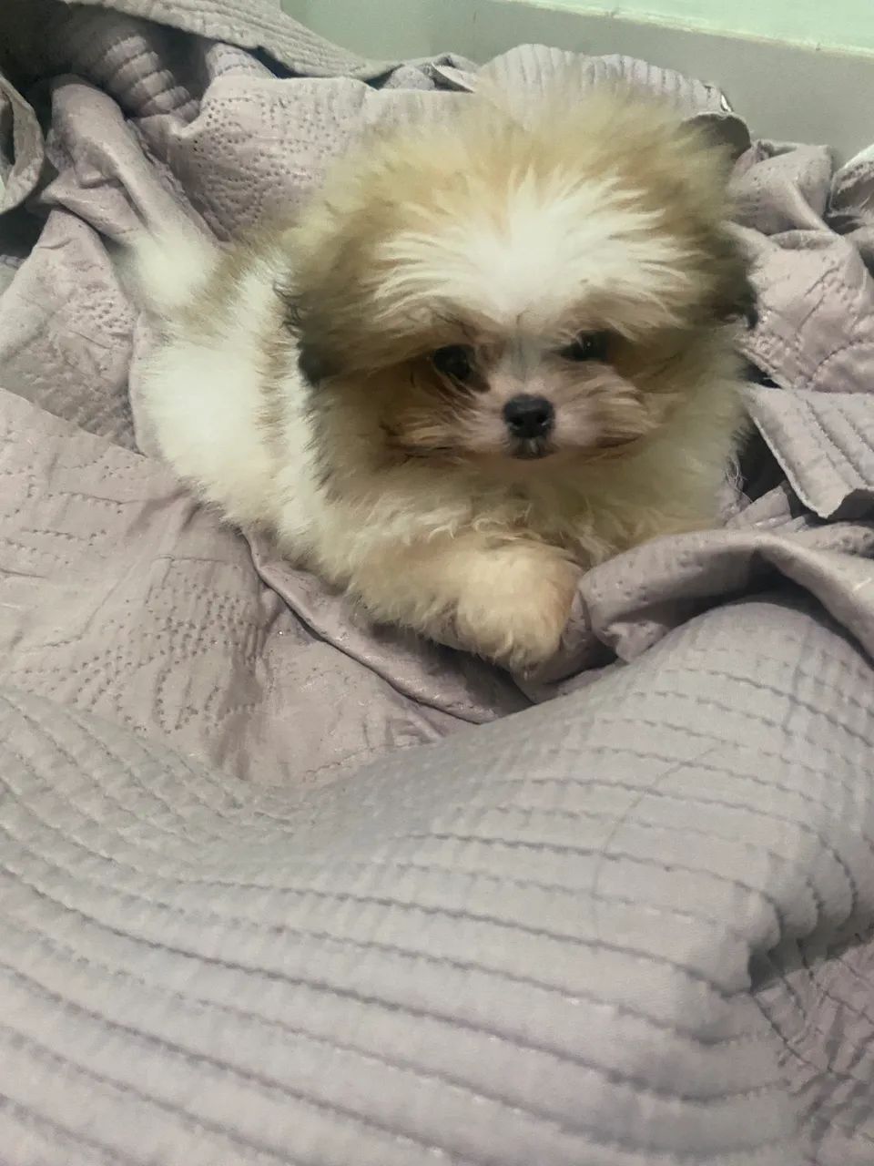 Lindo Lulu com shihtzu - Foto 2
