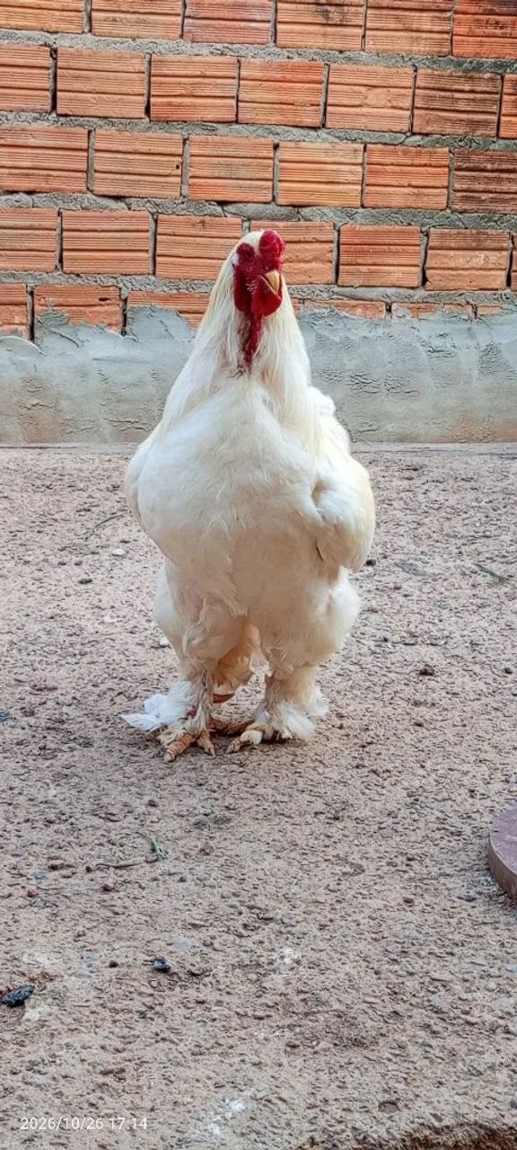 Galo da raça Brahma  - Foto 3