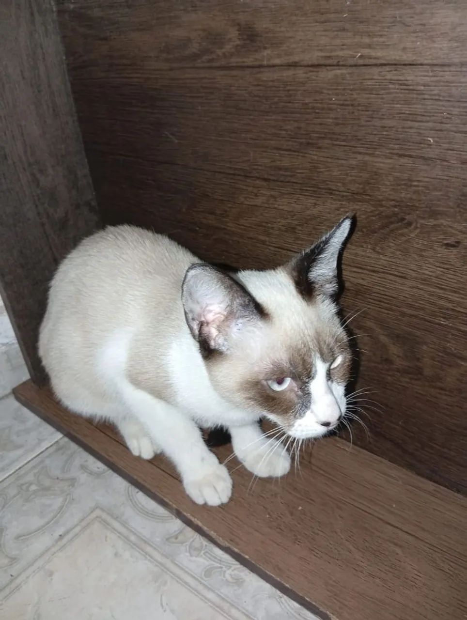 Gato para adoção  - Foto 3
