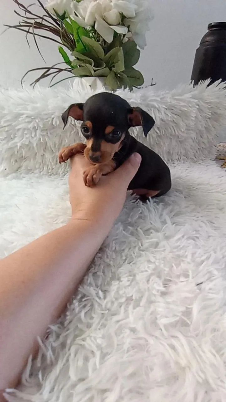 Pinscher  macho - Foto 4