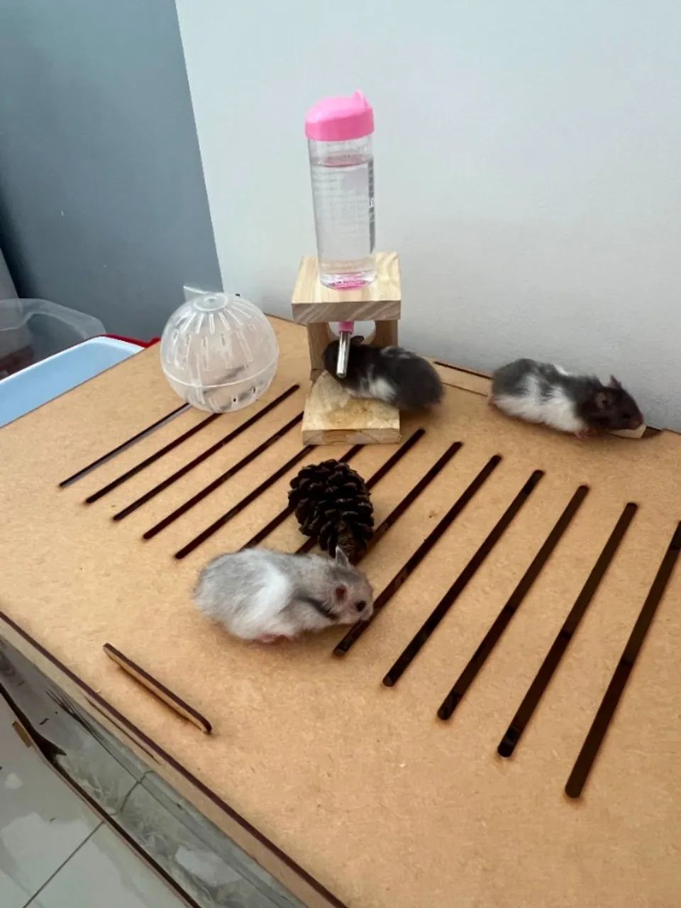 Hamster  - Foto 2