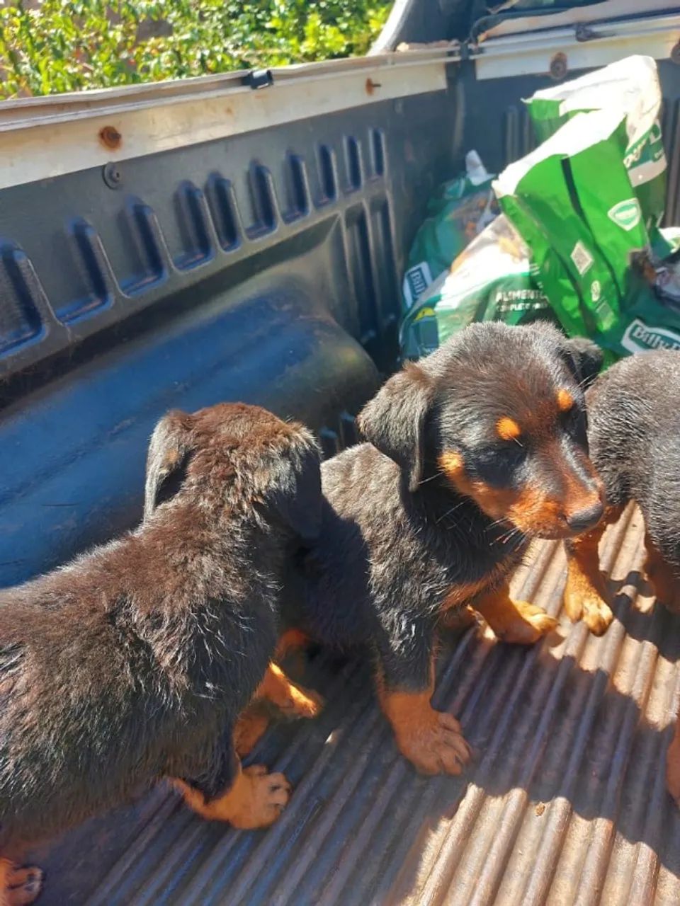 Filhotes de Rottweiler  - Foto 5