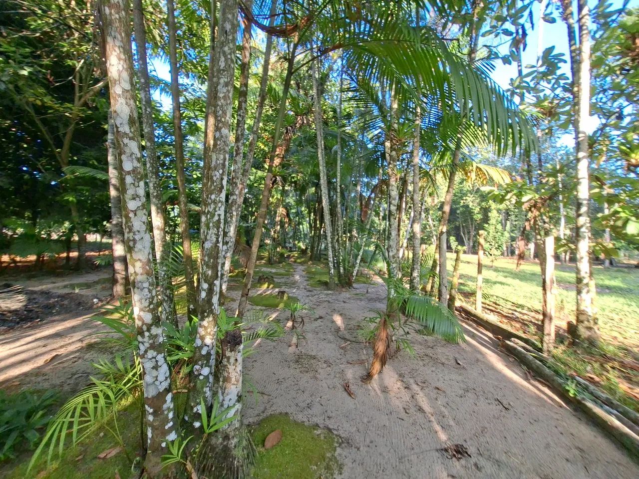 Terreno com Plantio de Açaí  - Foto 3