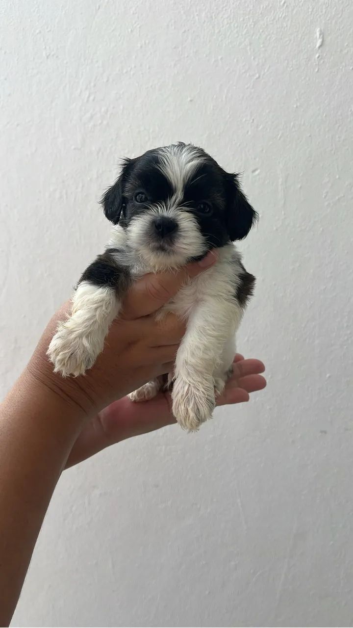 Cachorro - Shitzu  - Foto 2