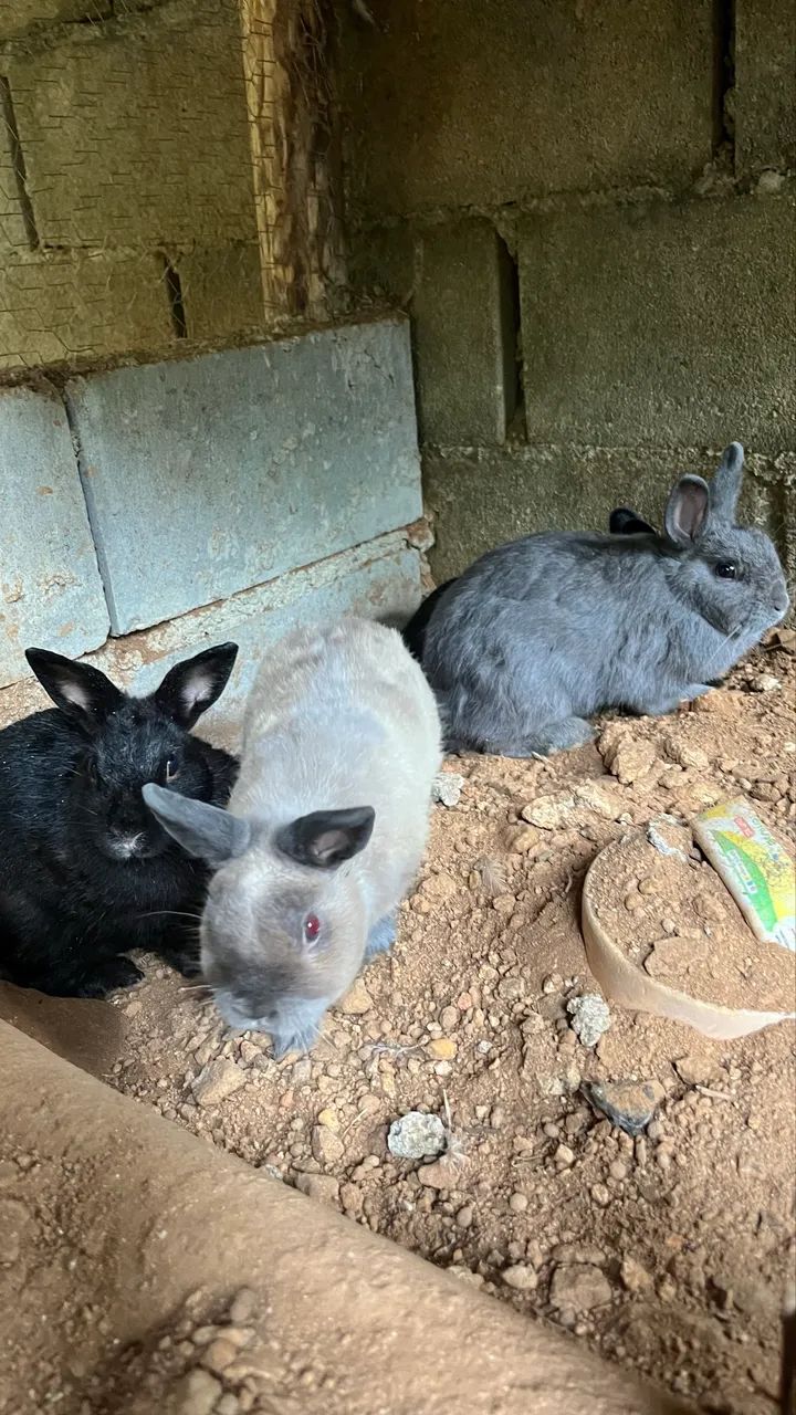 Coelhos a venda  - Foto 5