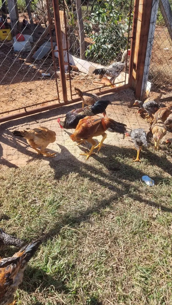 Frangos caipira  - Foto 4