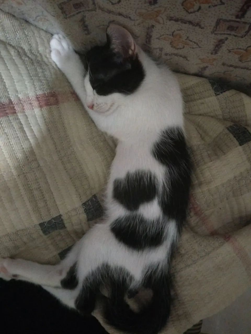 Gatinhos para adoção  - Foto 2