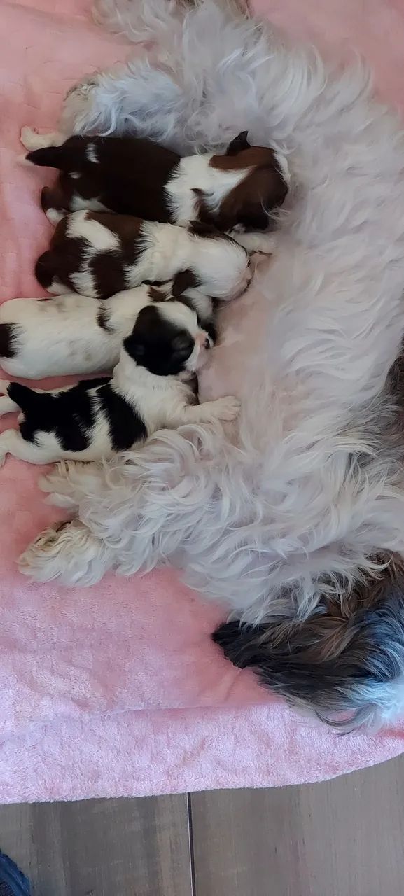 Seu amor chegou - Foto 3
