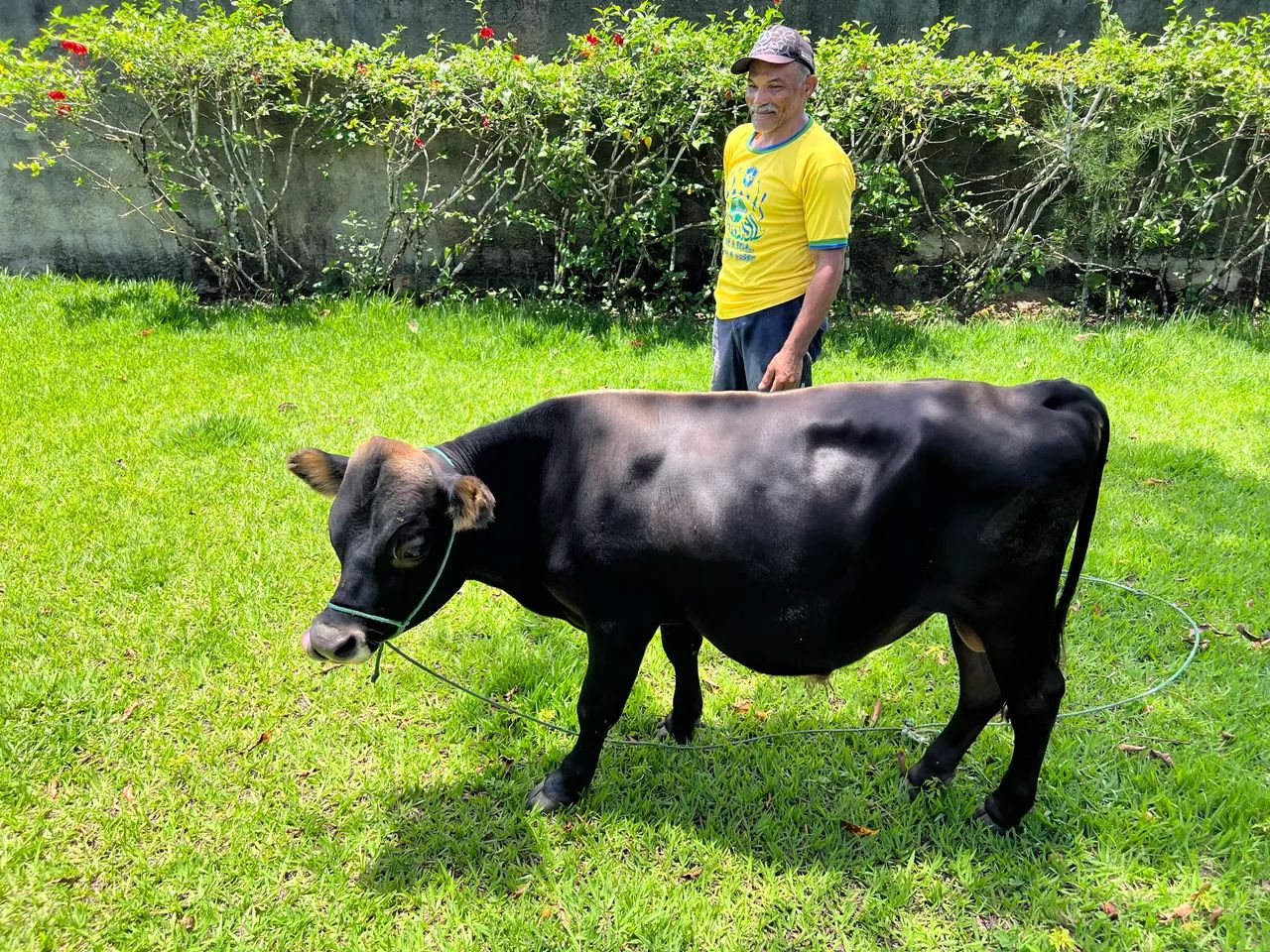 Mini vacas Jersey - Foto 4