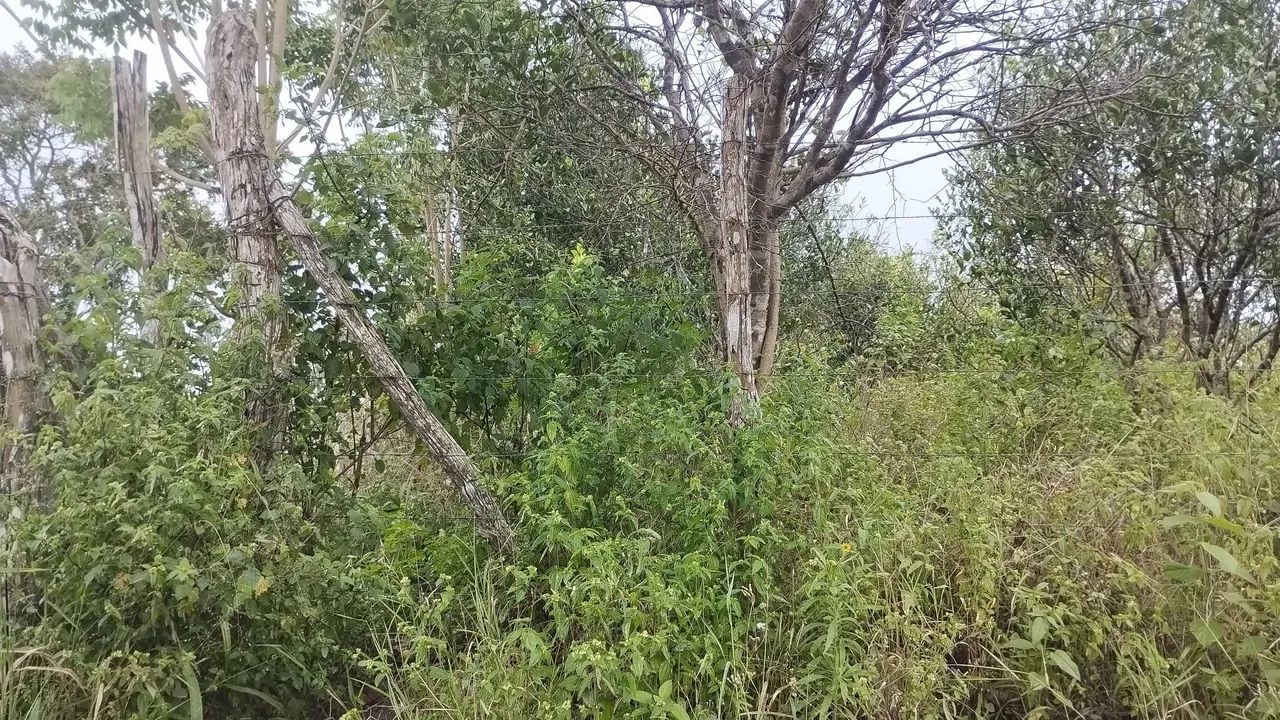 Sitio em Lagoa Seca para venda  - Foto 3