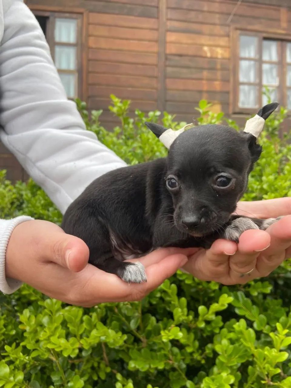 Pinscher macho  - Foto 4