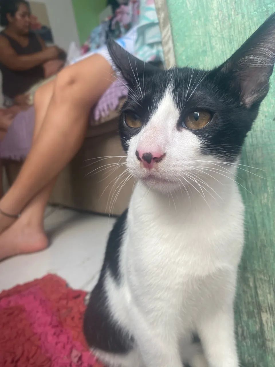 Gato - Foto 3