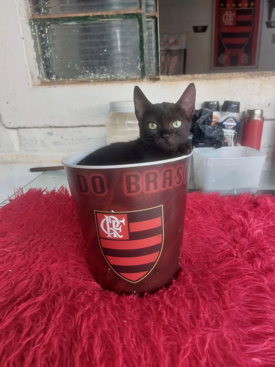 Doações de gatos  - Foto 2