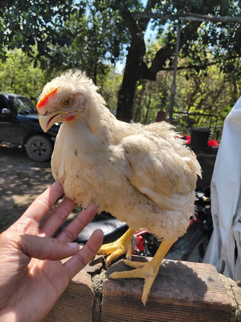 FRANGO BRANCO GRANJA 1 A 1.5KG SAUDAVEL