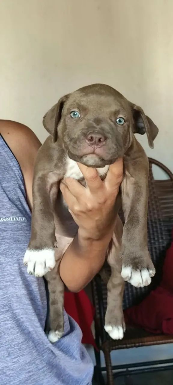 Filhotes de pitmonster com APBT  - Foto 5