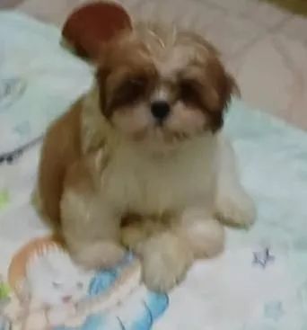Vendo filhotes de Shitzu Puro sem pedigree  - Foto 2
