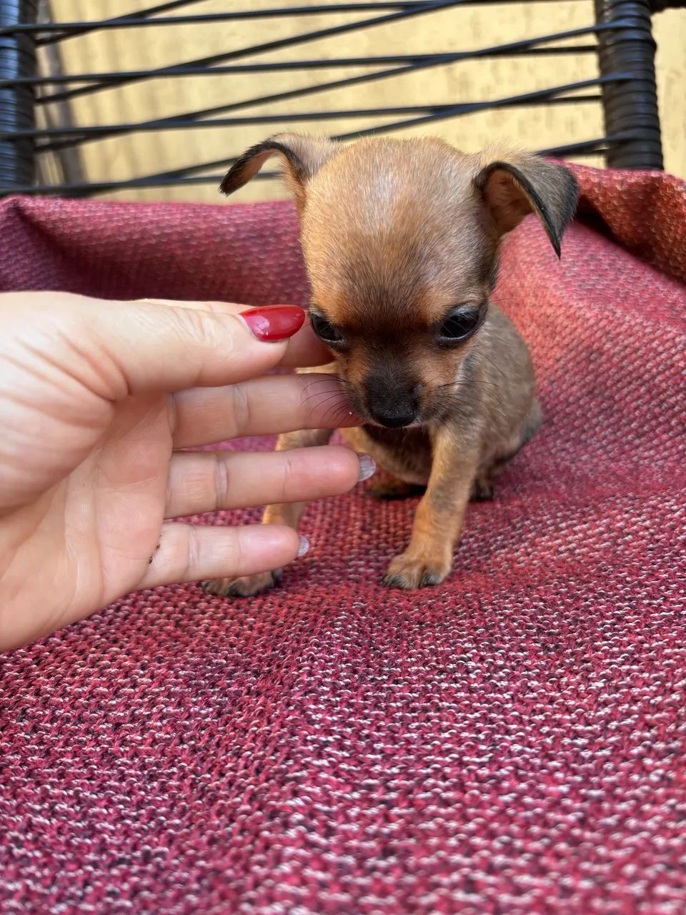 Pinscher fêmea 