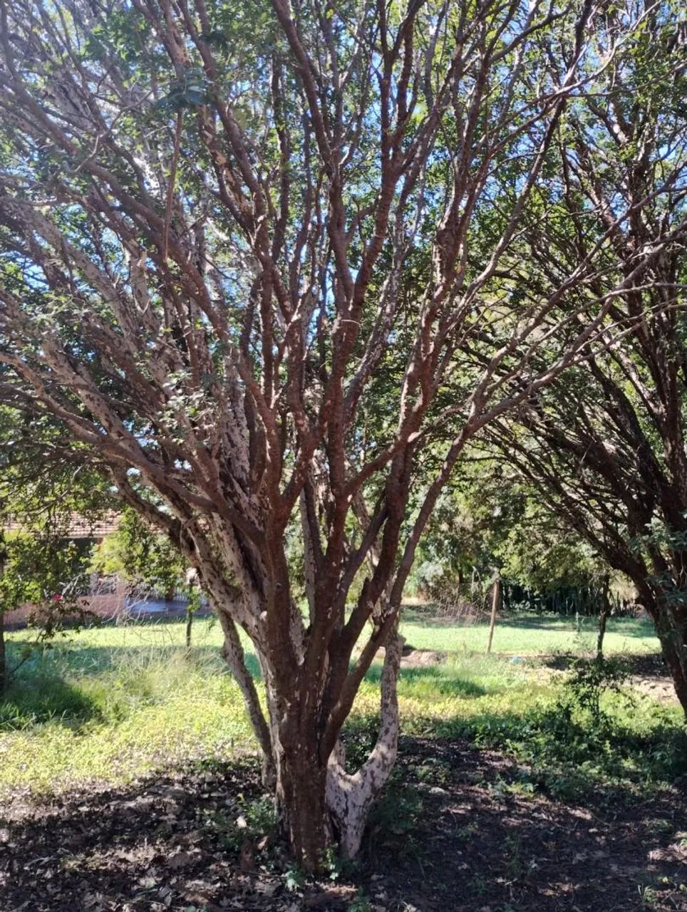 VENDE-SE 4 PÉS DE JABUTICABA SABARÁ DE 39 ANOS - Foto 3