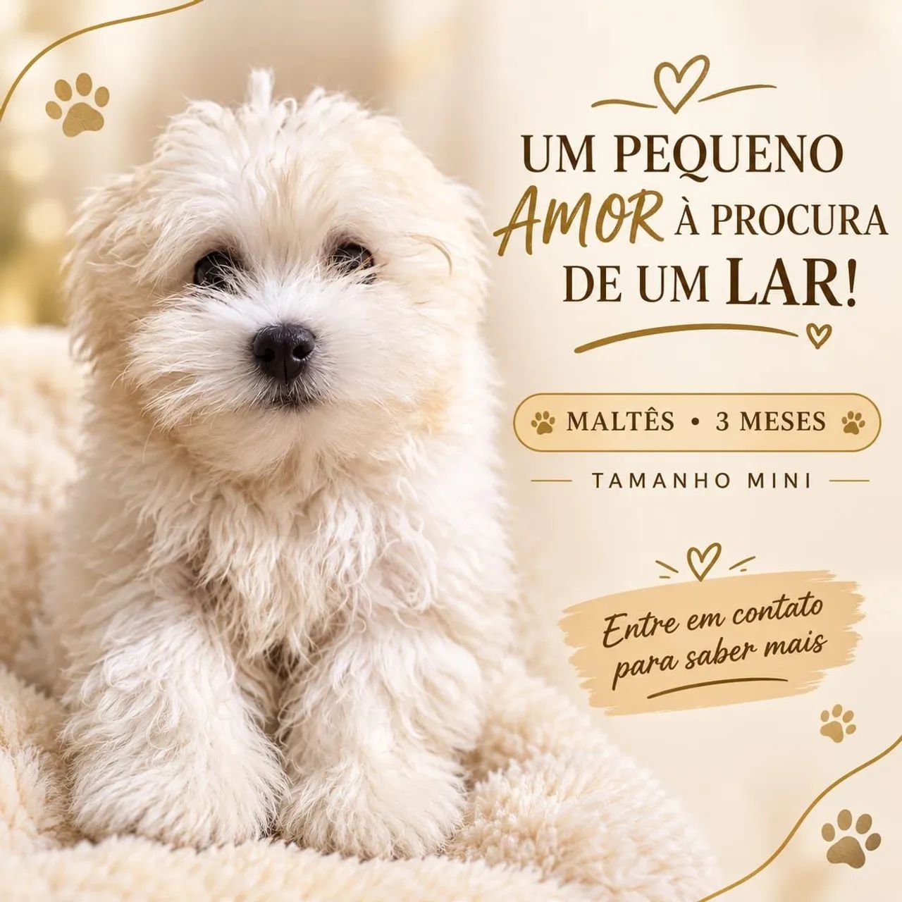 Maltês micro 
