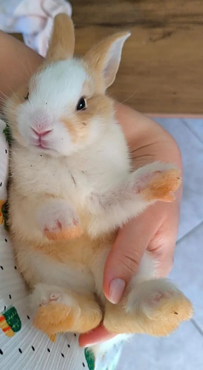 Coelhos a venda  - Foto 4