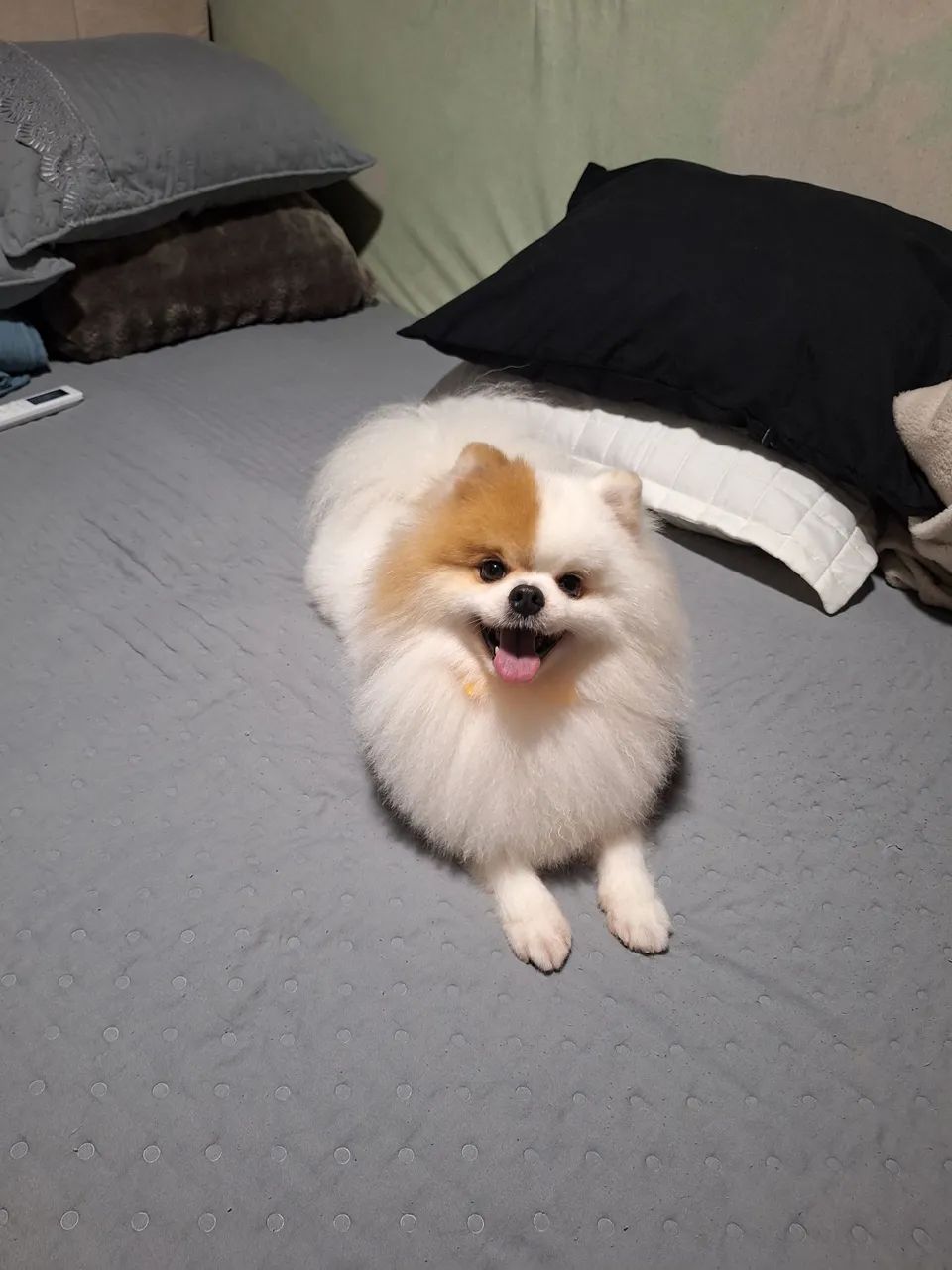 Spitz alemão macho  - Foto 4