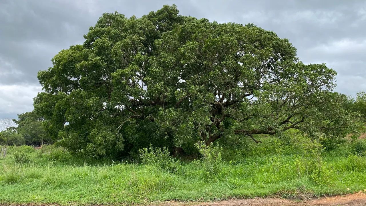 Chacara de 1.100mt todas com energia em trindade! - Foto 4