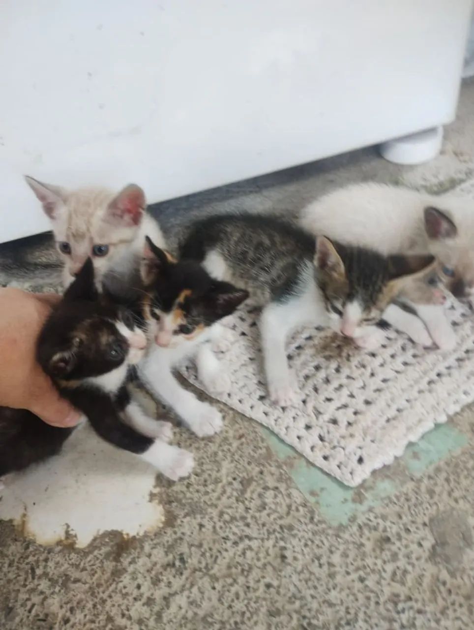 doa se filhotes de gato lindo chinês  - Foto 2