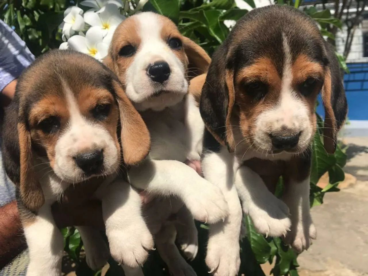 Beagle 13  filhotes disponíveis para venda  - Foto 3