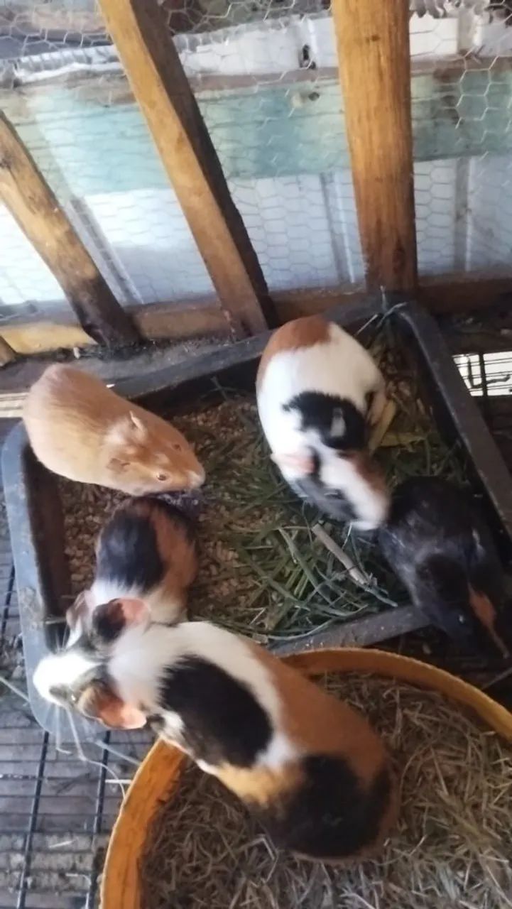 Porquinhos da índia a venda  - Foto 3