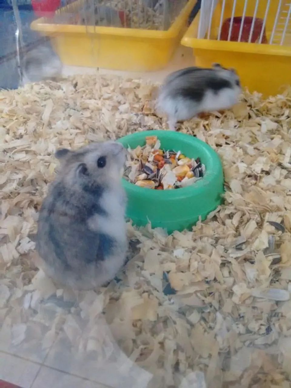 Vende-se hamster anão russo 