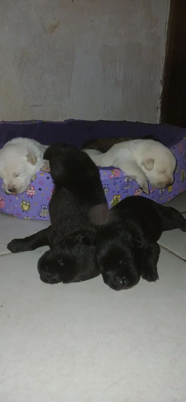 Cachorro ?  - Foto 5