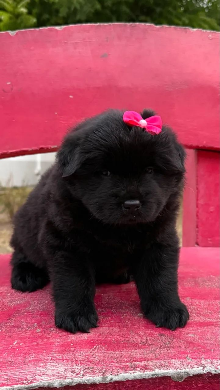 FILHOTES DE CHOW CHOW - Foto 2