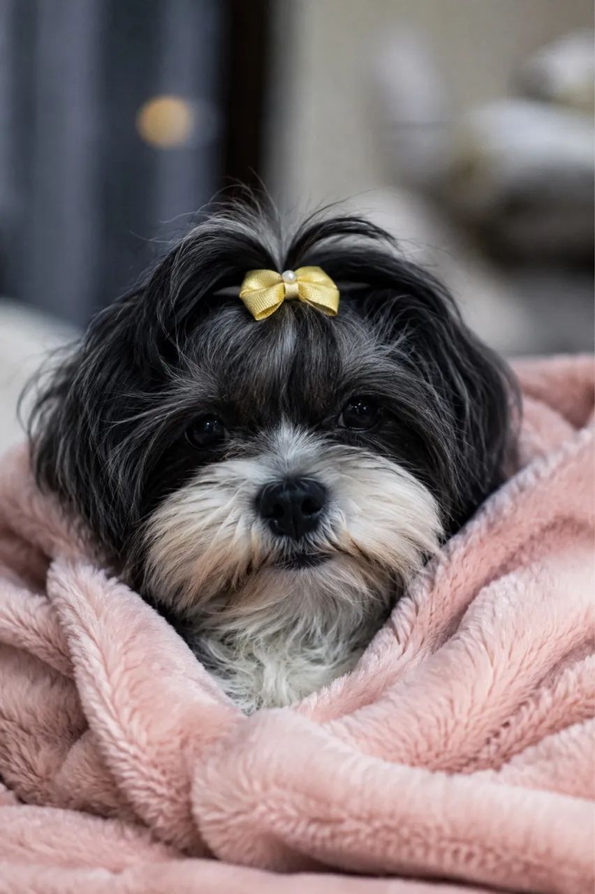 Lhasa Apso