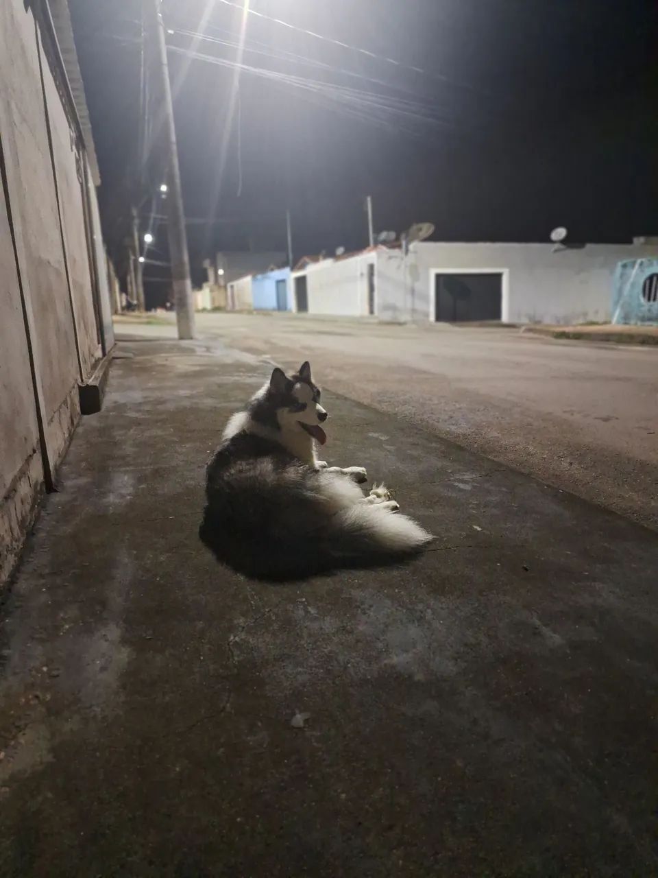 Vendo husky siberiano macho  - Foto 3