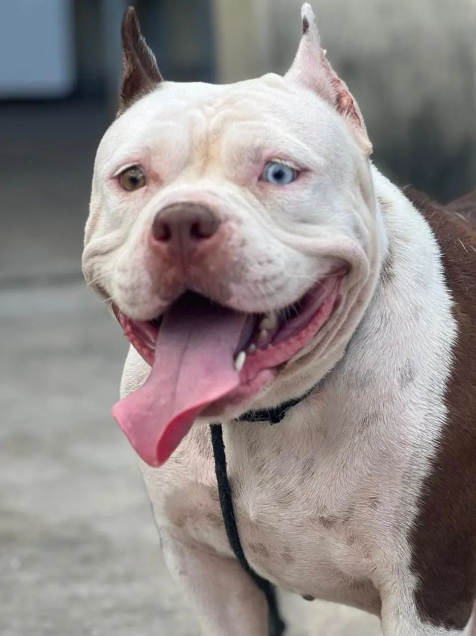 Cachorra fêmea Pitbull  - Foto 3