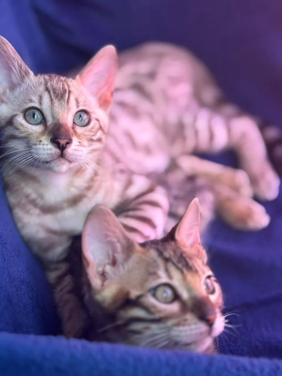Bengal - Foto 4