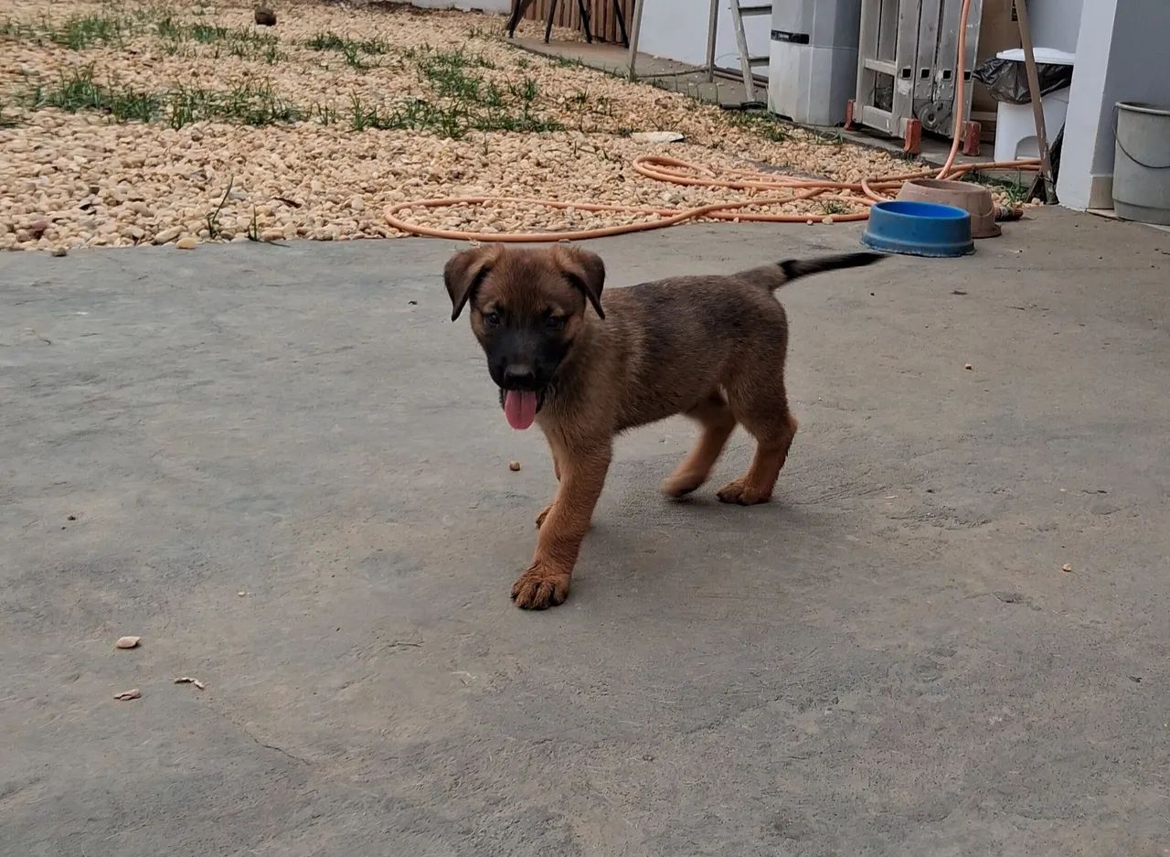 Vendo Filhote de Pastor MALINOIS  - Foto 3