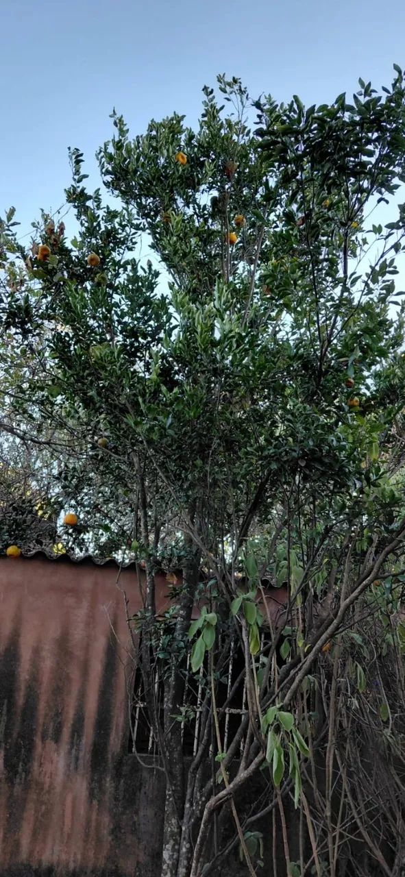 Casa Excelente em Monte Alto - Foto 3