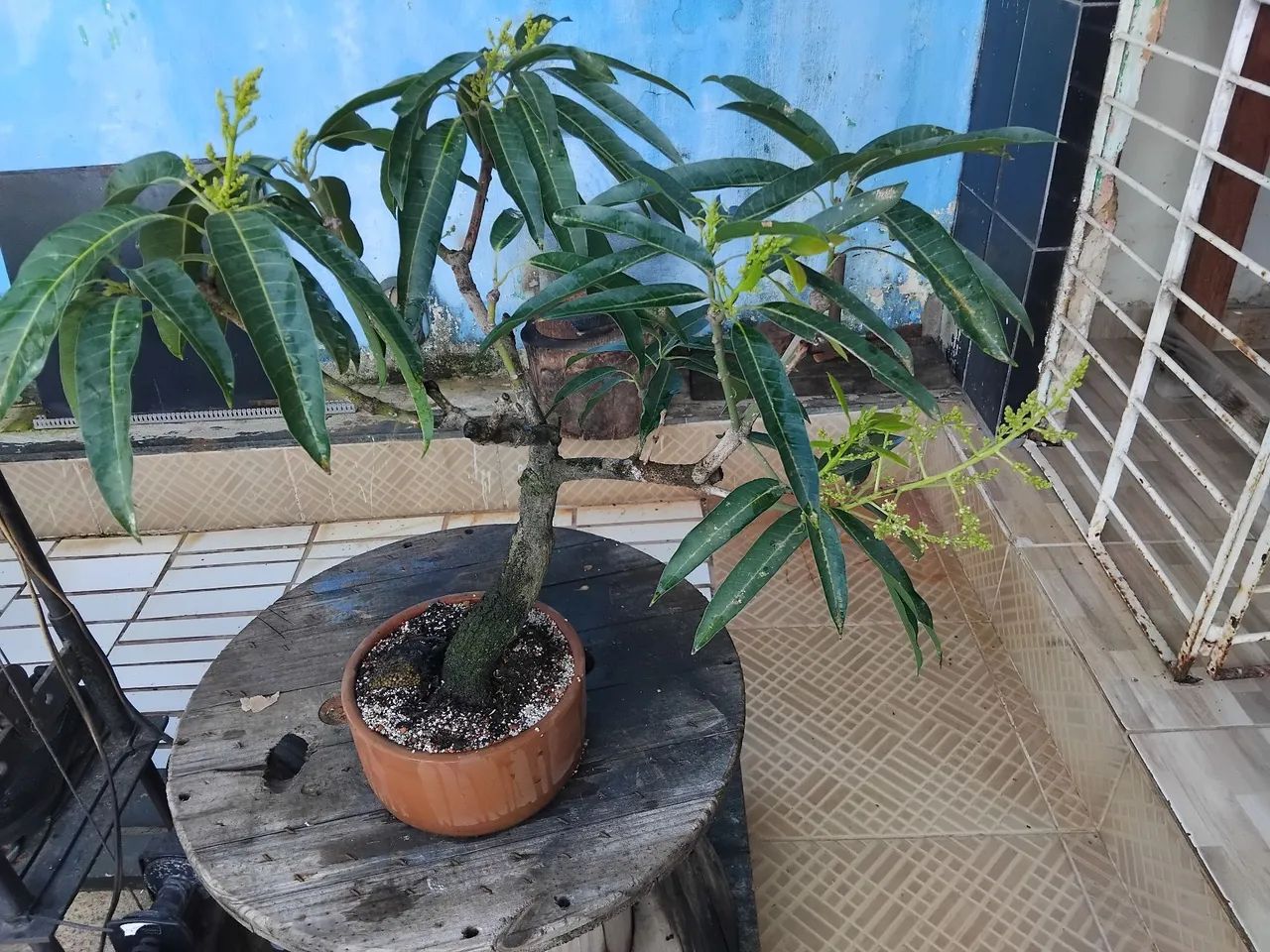 Bonsai - Produção Rural - Cajueiro, Recife 1496653177 | OLX