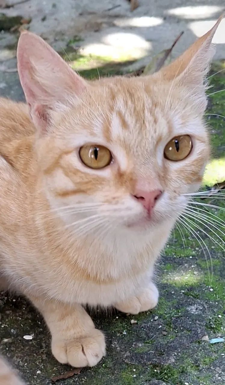 Gatinha para adoção responsável 