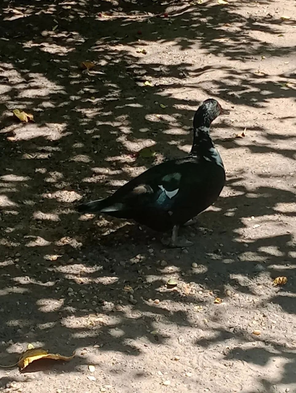 Patos novos - Foto 3