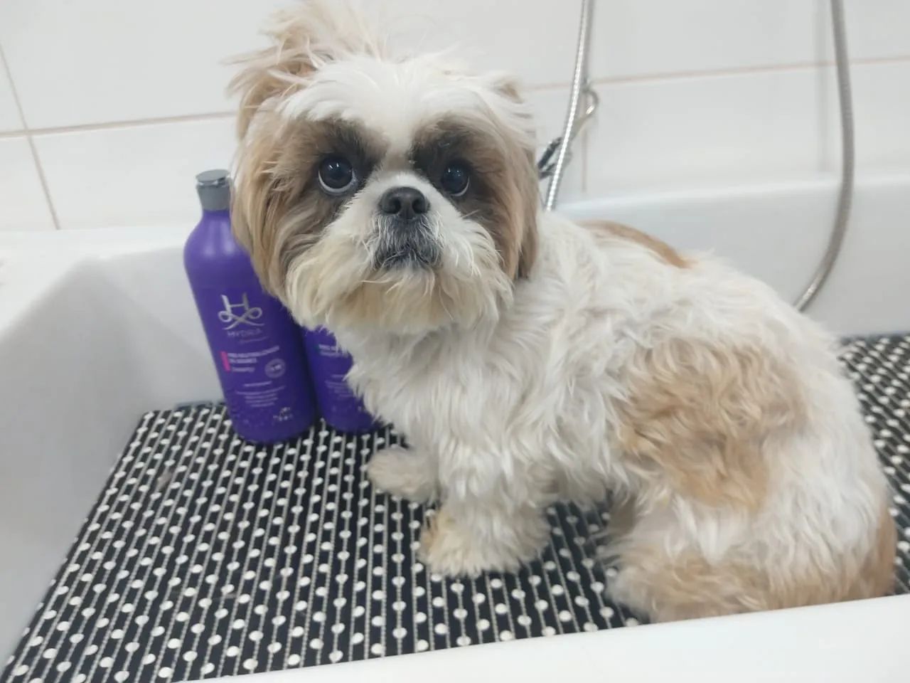 Venda PetShop - Área Nobre (Banho e tosa) - Foto 3
