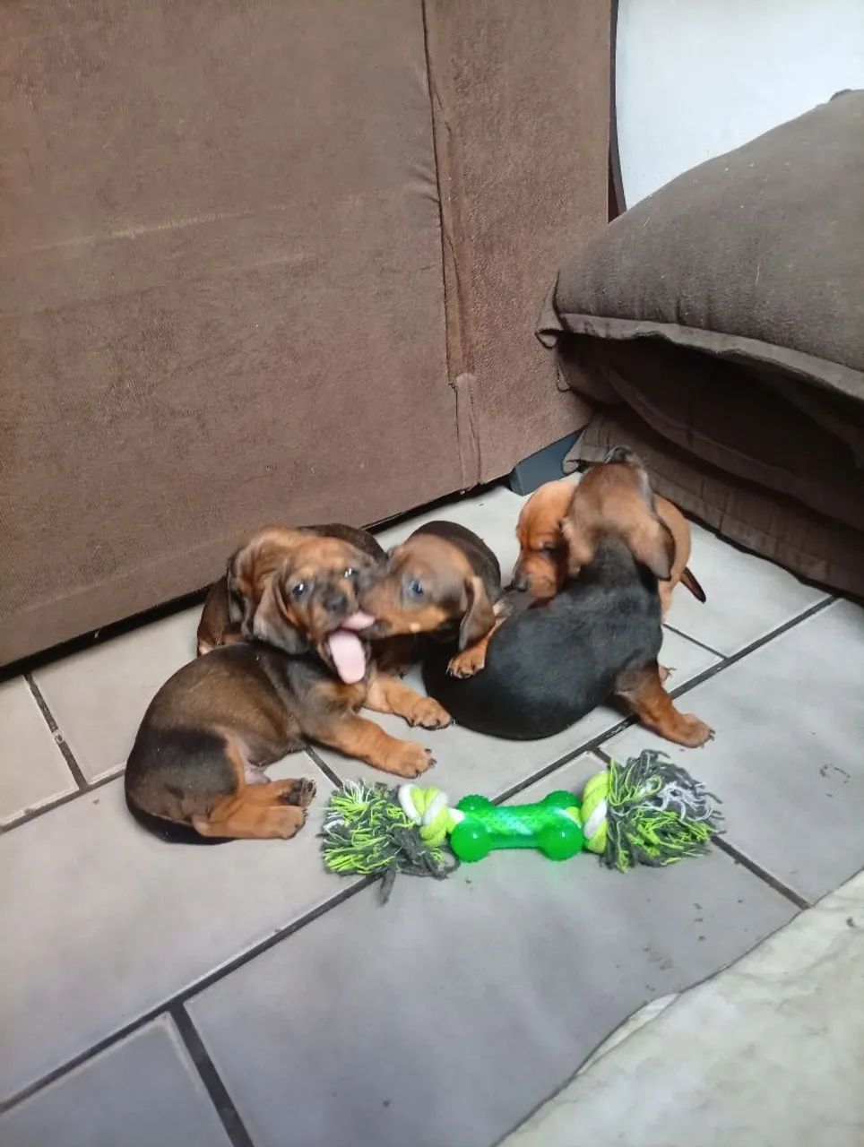 Dachshund  - Foto 2