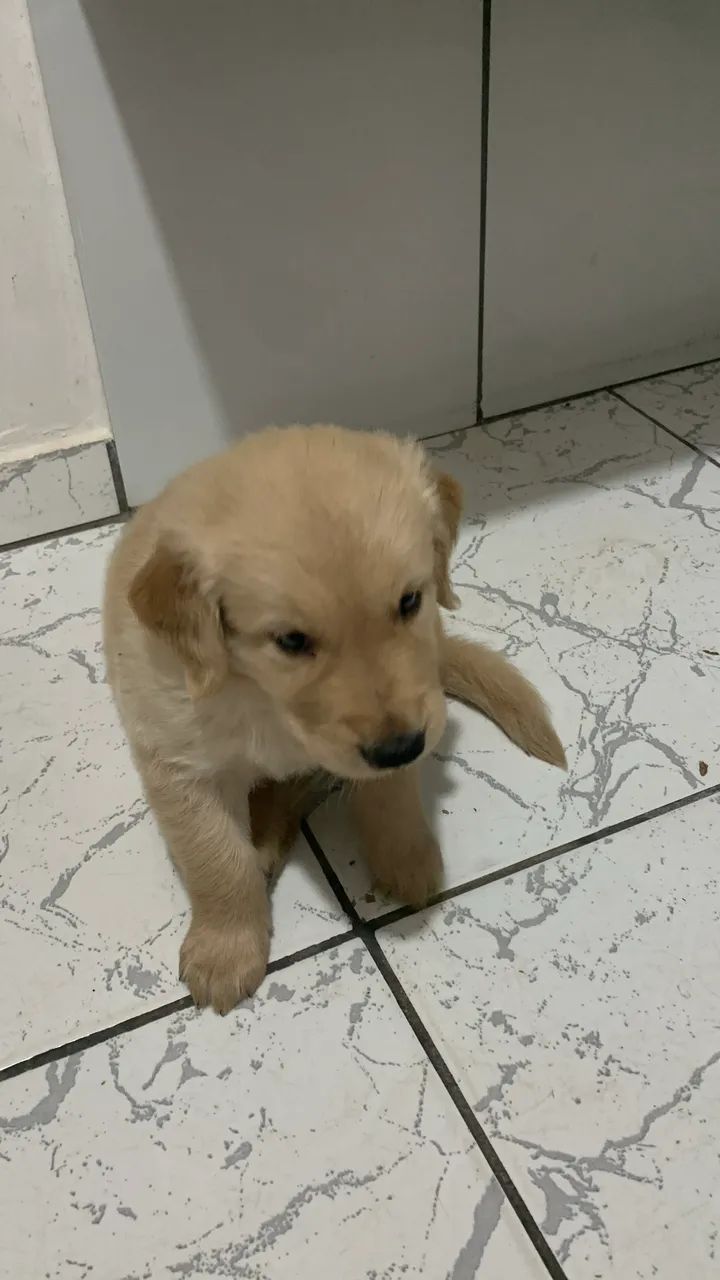 Filhotes de Golden Retriever - Foto 4