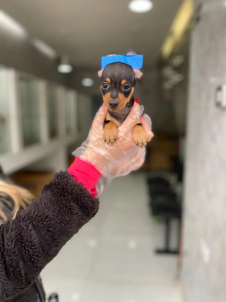 Pinscher delicada com vacina em dia e muito carinho envolvido!