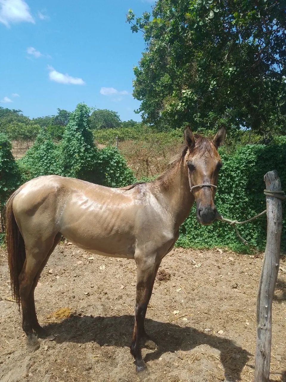 Potra - Foto 4