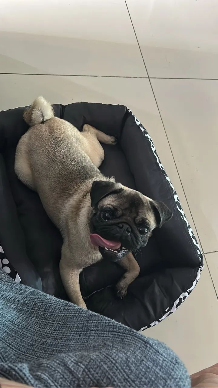 Vendo pug  - Foto 2