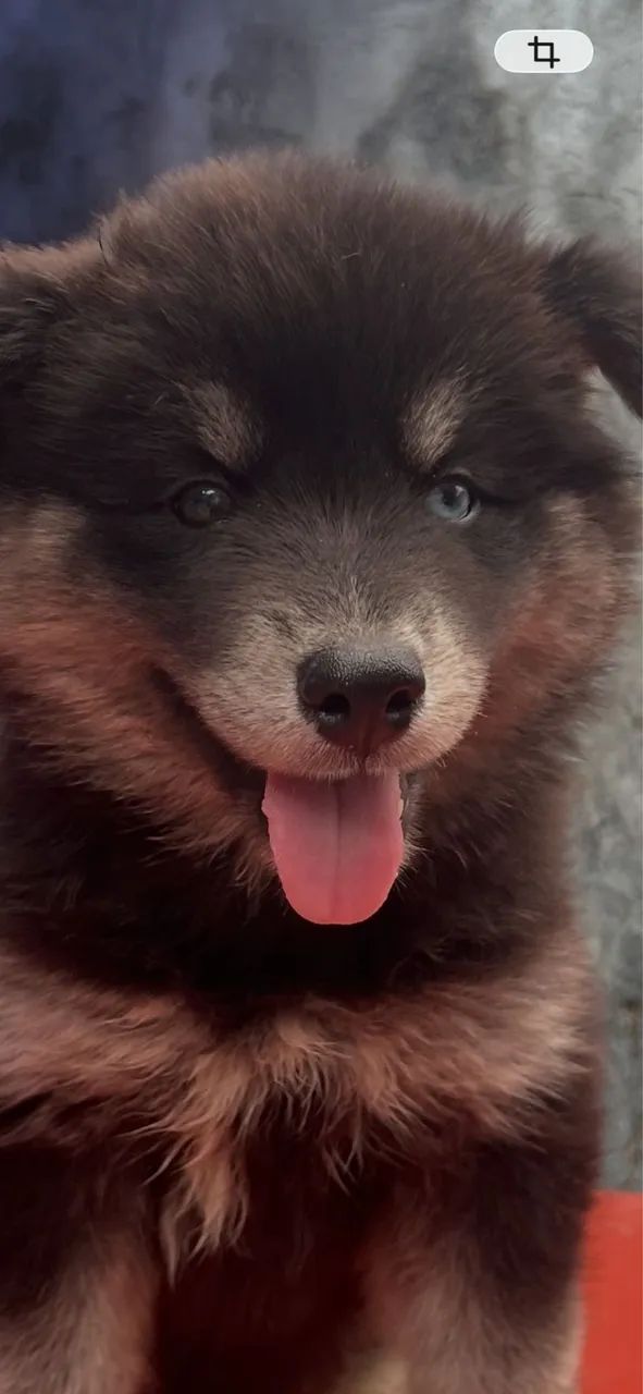 Husky siberiano wooly - Foto 3