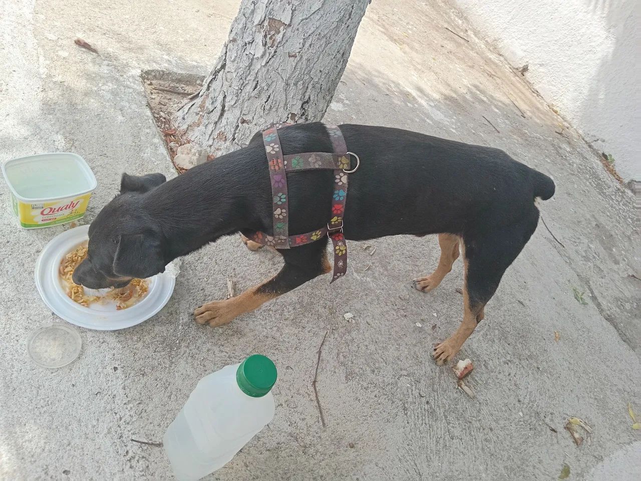 Adoção responsável 