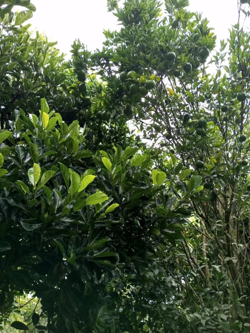 Foto - São Paulo - Jardim das Rosas (Iguatemi)